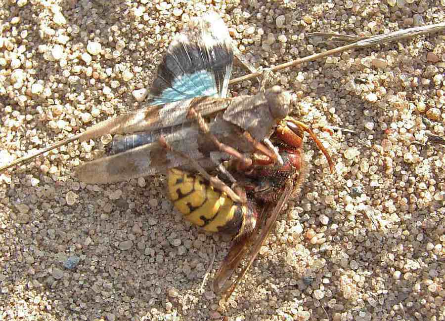 Vespa crabro / Hornisse (Arbeiterin) / Vespidae - Faltenwespen (Beute ist eine Blauflüglige Ödlandschrecke) - Vespinae - Echte Wespen