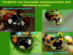 Fotovergleich Coccinella septempunctata mit Harmonia axyridis