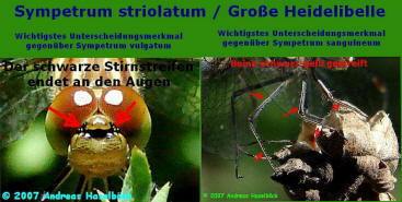 Sympetrum striolatum / Große Heidelibelle - Fotohilfe