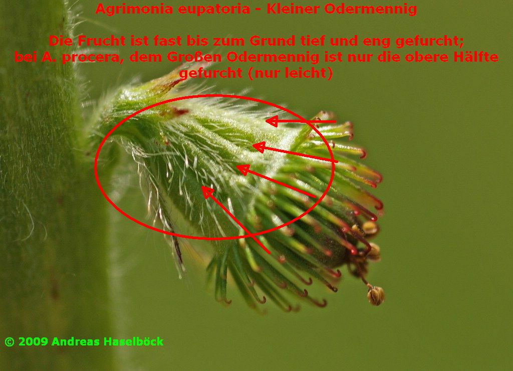 Kleiner Odermennig / Agrimonia eupatoria / Rosengewächs / Rosaceae