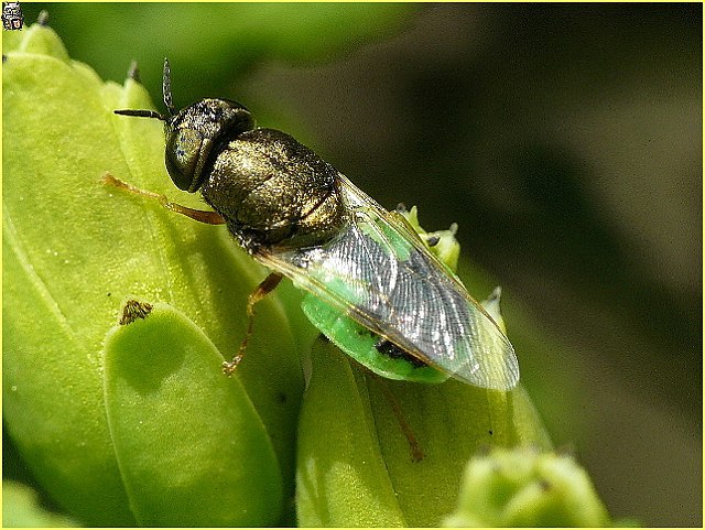 Oplodontha viridula / Ohne deutschen Namen / Waffenfliegen - Stratiomyidae / Ordnung: Zweiflügler - Diptera / Fliegen - Brachycera