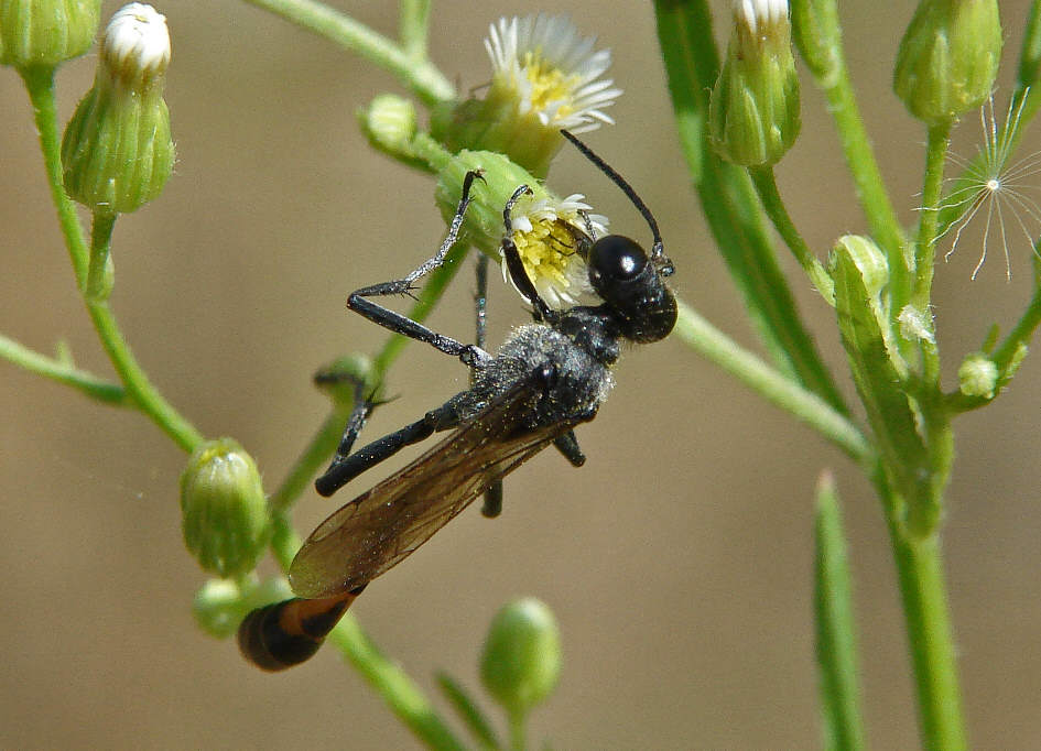 Ammophila campestris / Feldsandwespe / Sphecidae - Grabwespen