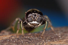 Crossocerus annulipes / Ohne deutschen Namen / Grabwespen - Crabronidae / Ordnung Hautflügler - Hymenoptera