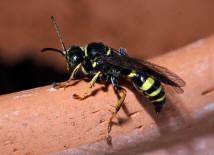 Gorytes laticinctus / Grabwespen - Crabronidae - Bembicinae / Ordnung: Hautflügler - Hymenoptera