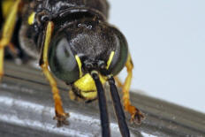 Gorytes laticinctus / Grabwespen - Crabronidae - Bembicinae / Ordnung: Hautflügler - Hymenoptera