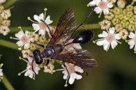Isodontia mexicana / Stahlblauer Grillenjäger / Grabwespen - Sphecidae / Ordnung: Hautflügler - Hymenoptera
