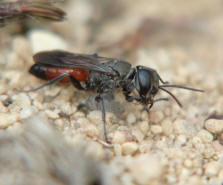 Miscophus bicolor / Grabwespe (ohne deutschen Namen) / Grabwespen - Crabronidae - Sphecidae / Rote Liste 3