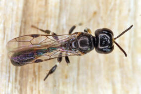Rhopalum clavipes / Ohne deutschen Namen / Grabwespen - Crabronidae / Ordnung Hautflgler - Hymenoptera