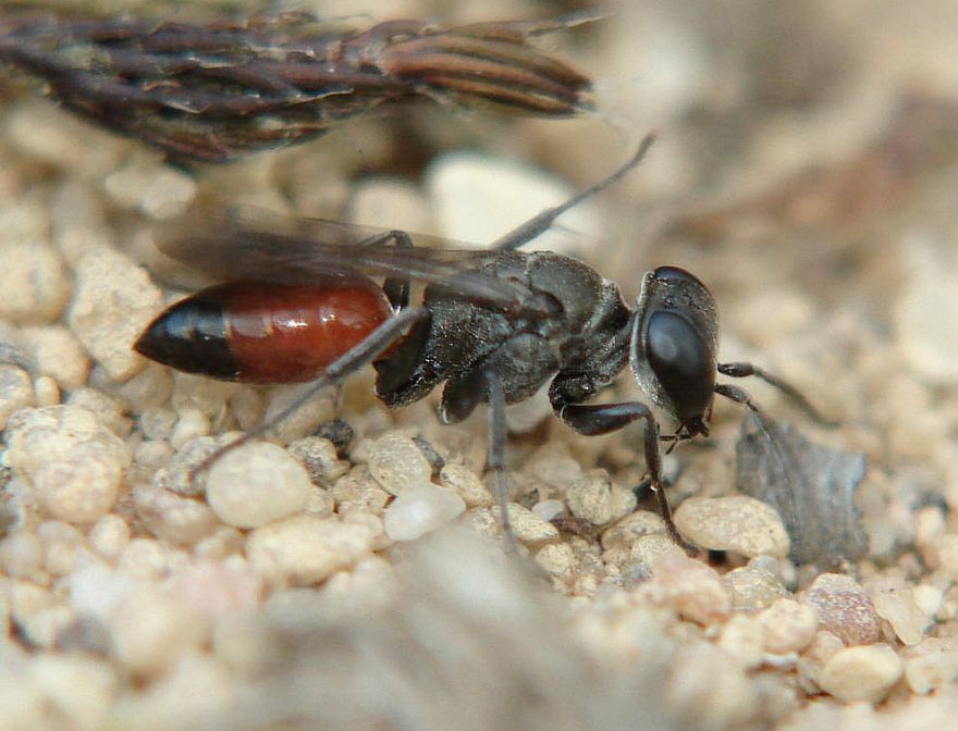 Miscophus bicolor / Grabwespe (ohne deutschen Namen) / Grabwespen - Crabronidae - Sphecidae / Ordnung: Hautflügler - Hymenoptera / Rote Liste 3