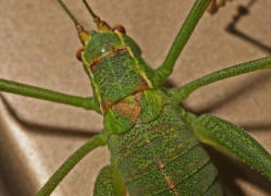 Leptophyes punctatissima / Gewhnliche Zartschrecke (Weibchen) / Familie Laubheuschrecken - Tettigoniidae / Ordnung: Langfhlerschrecken - Ensifera