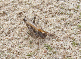Myrmeleotettix maculatus / Gefleckte Keulenschrecke / Familie Acrididae - Feldheuschrecken / Unterfamilie: Gomphocerinae - Grashpfer / Ordnung: Caelifera - Kurzfhlerschrecken