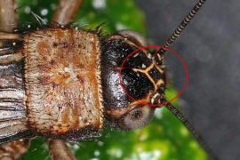 Nemobius sylvestris / Waldgrille / Echte Grillen - Gryllidae / Ordnung: Langfhlerschrecken - Ensifera