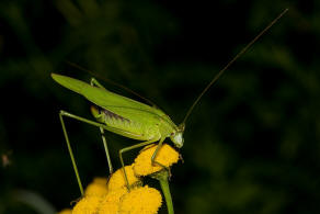 Phaneroptera falcata / Gemeine Sichelschrecke / Laubheuschrecken - Tettigoniidae