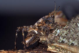Tetrix undulata / Gemeine Dornschrecke / Dornschrecken - Tetrigidae / Unterordnung: Kurzfühlerschrecken - Caelifera 