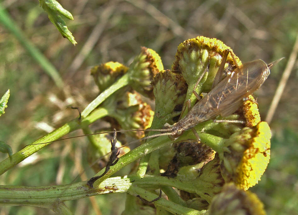 Oecanthus pellucens / Weinhähnchen / Blütengrille / Familie: Grillen - Gryllidae / Unterfamilie: Blütengrillen - Oecanthinae / Ordnung: Langfühlerschrecken - Ensifera