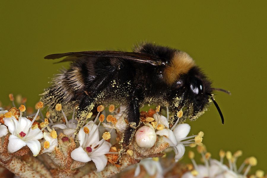 Bombus bohemicus (syn. Psithyrus bohemicus) / Böhmische Kuckuckshummel (Angebundene Kuckuckshummel) / Apinae (Echte Bienen) / Ordnung: Hautflügler - Hymenoptera