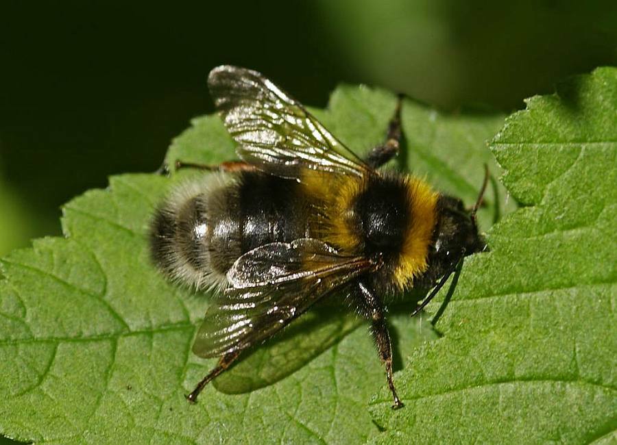 Bombus spec. / Unbestimmte Hummel / Apinae (Echte Bienen) / Ordnung: Hautflügler - Hymenoptera