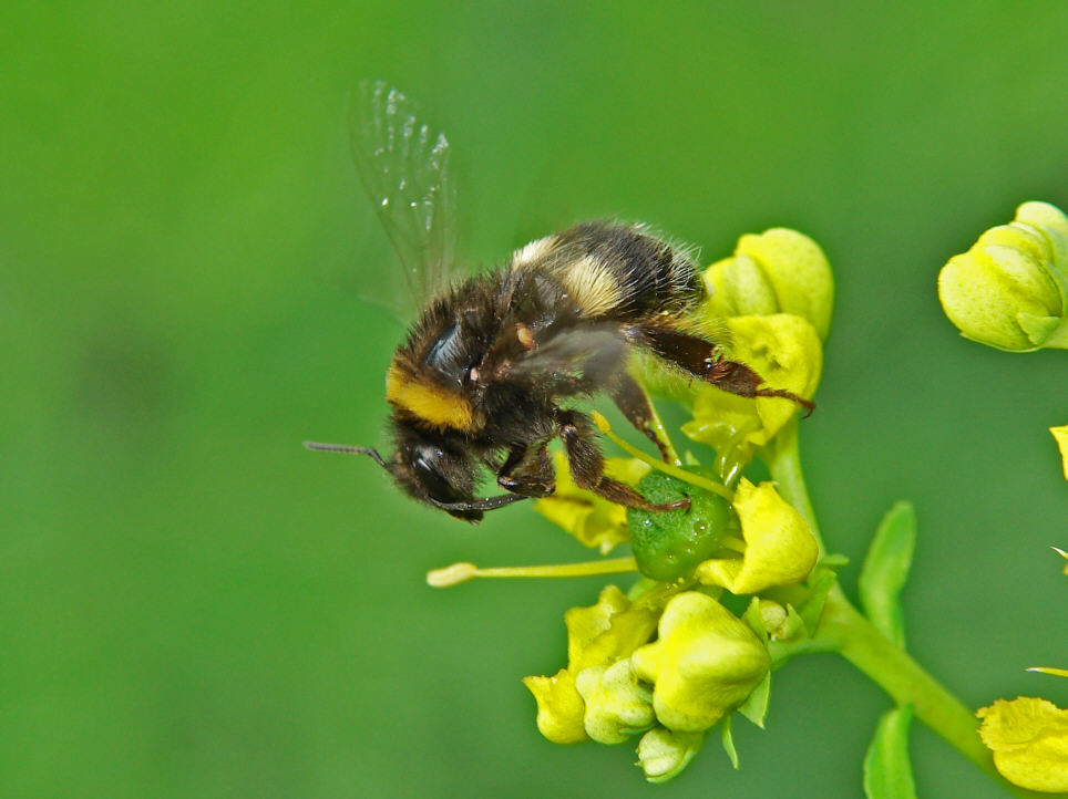 Bombus lucorum / Helle Erdhummel / Apidae (Echte Bienen) / Ordnung: Hautflügler - Hymenoptera