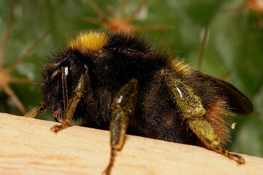 Bombus pratorum / Wiesenhummel / Apinae (Echte Bienen) / Ordnung: Hautflügler - Hymenoptera