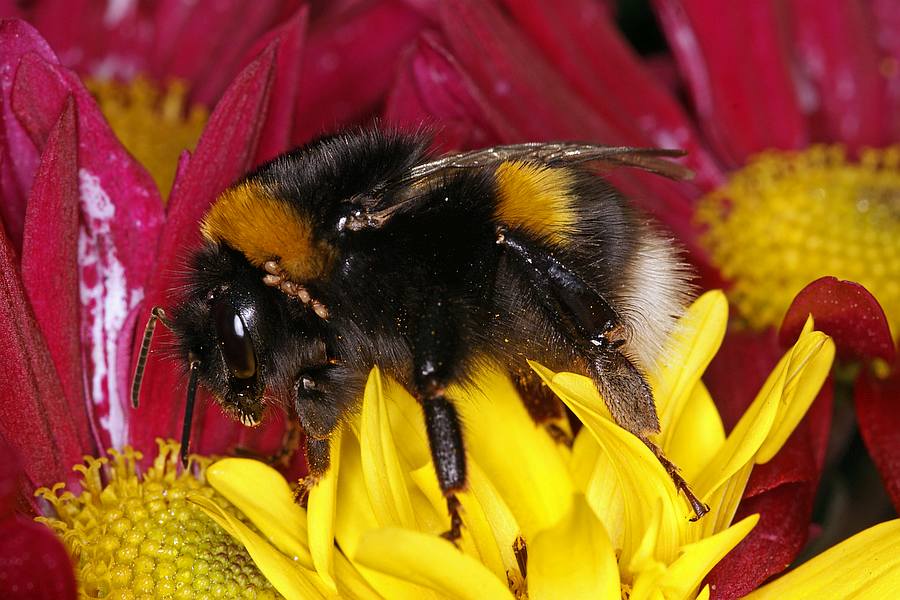 Bombus terrestris / Dunkle Erdhummel / Echte Bienen - Apidae