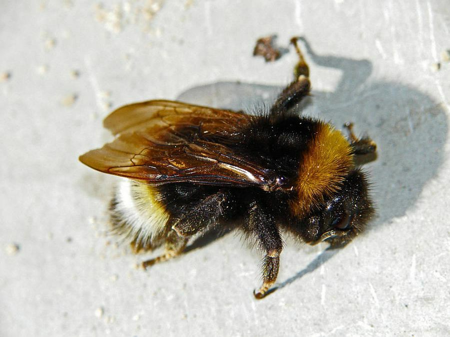 Bombus vestalis / Keusche Kuckuckshummel / Apinae (Echte Bienen) / Ordnung: Hautflügler - Hymenoptera