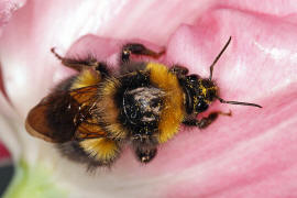 Bombus hortorum / Gartenhummel / Apinae (Echte Bienen) / Ordnung: Hautflügler - Hymenoptera