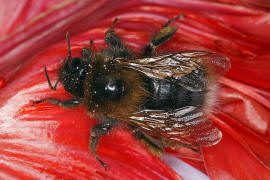 Bombus hypnorum / Baumhummel / Apinae (Echte Bienen) / Ordnung: Hautflügler - Hymenoptera