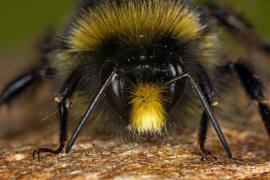 Bombus lapidarius / Steinhummel / Männchen / Apinae (Echte Bienen) / Ordnung: Hautflügler - Hymenoptera