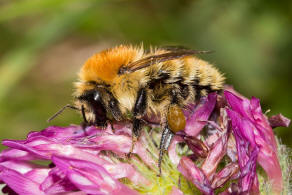 Bombus muscorum / Mooshummel / Apidae (Echte Bienen) / Ordnung: Hautflügler - Hymenoptera