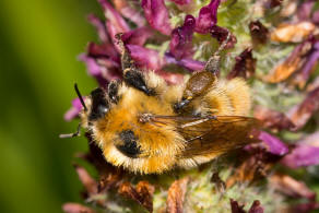 Bombus muscorum / Mooshummel / Apidae (Echte Bienen) / Ordnung: Hautflügler - Hymenoptera