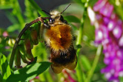 Bombus pascuorum / Ackerhummel / Apinae (Echte Bienen) / Ordnung: Hautflgler - Hymenoptera