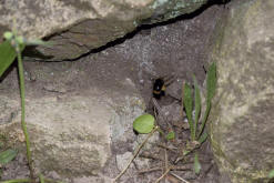 Bombus pratorum / Wiesenhummel / Apinae (Echte Bienen) / Ordnung: Hautflügler - Hymenoptera