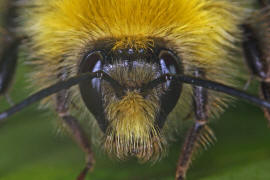 Bombus pratorum / Wiesenhummel (Männchen) / Apinae (Echte Bienen) / Ordnung: Hautflügler - Hymenoptera