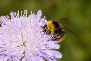 Bombus pratorum / Wiesenhummel / Apidae (Echte Bienen) / Ordnung: Hautflügler - Hymenoptera