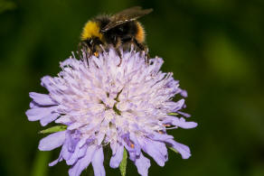 Bombus pratorum / Wiesenhummel / Apidae (Echte Bienen) / Ordnung: Hautflügler - Hymenoptera