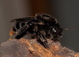 Bombus (Psithyrus) rupestris / Rotschwarze Kuckuckshummel / Felsen-Kuckuckshummel / Apidae (Echte Bienen) / Ordnung: Hautflügler - Hymenoptera