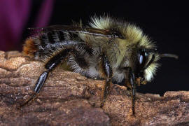 Bombus sylvarum (Drohn) / Bunte Hummel / Waldhummel / Echte Bienen - Apinae