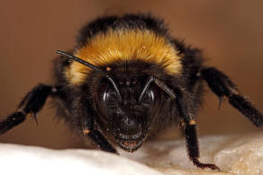 Bombus terrestris ssp. dalmatinus /  Apidae (Echte Bienen) / Ordnung: Hautflügler - Hymenoptera