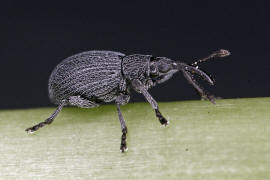 Ischnopterapion loti / Gewhnlicher Hornklee-Spitzmausrssler / Spitzmausrssler - Apionidae / berfamilie: Rsselkfer - Curculionoidea