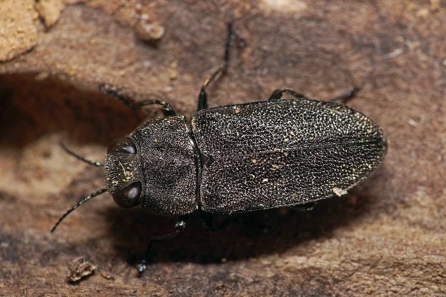 Anthaxia similis / Weißhaariger Eckschild-Prachtkäfer / Prachtkäfer - Buprestidae - Buprestinae