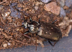 Loricera pilicornis / Borstenhornlufer / Schwarzer Krummhornkfer / Laufkfer - Carabidae - Loricerinae