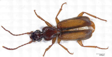 Polistichus connexus (= Polystichus connexus) / Natterläufer / Laufkäfer - Carabidae