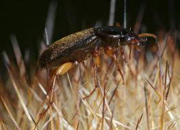 Pseudoophonus griseus / Stumpfhalsiger Haarschnelllufer / Laufkfer - Carabidae - Harpalinae - Schnelllufer