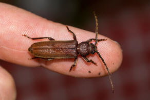 Arhopalus rusticus / Dunkelbrauner Halsgrubenbock / Bockkfer - Cerambycidae - Spondylidinae
