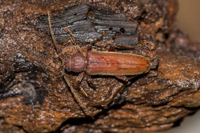 Arhopalus rusticus / Dunkelbrauner Halsgrubenbock / Bockkfer - Cerambycidae - Spondylidinae