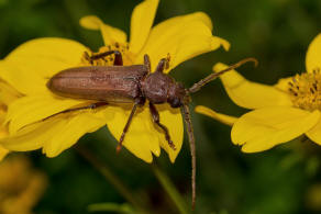 Arhopalus rusticus / Dunkelbrauner Halsgrubenbock / Bockkfer - Cerambycidae - Spondylidinae