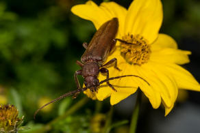 Arhopalus rusticus / Dunkelbrauner Halsgrubenbock / Bockkfer - Cerambycidae - Spondylidinae