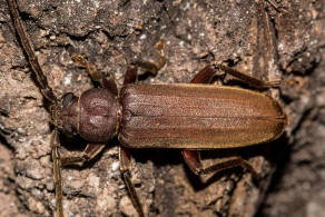 Arhopalus rusticus / Dunkelbrauner Halsgrubenbock / Bockkäfer - Cerambycidae - Spondylidinae