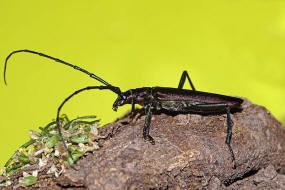 Aromia moschata / Moschusbock / Bockkäfer - Cerambycidae - Cerambycinae