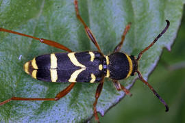 Clytus arietis / Gemeiner Widderbock / Bockkäfer - Cerambycidae - Cerambycinae
